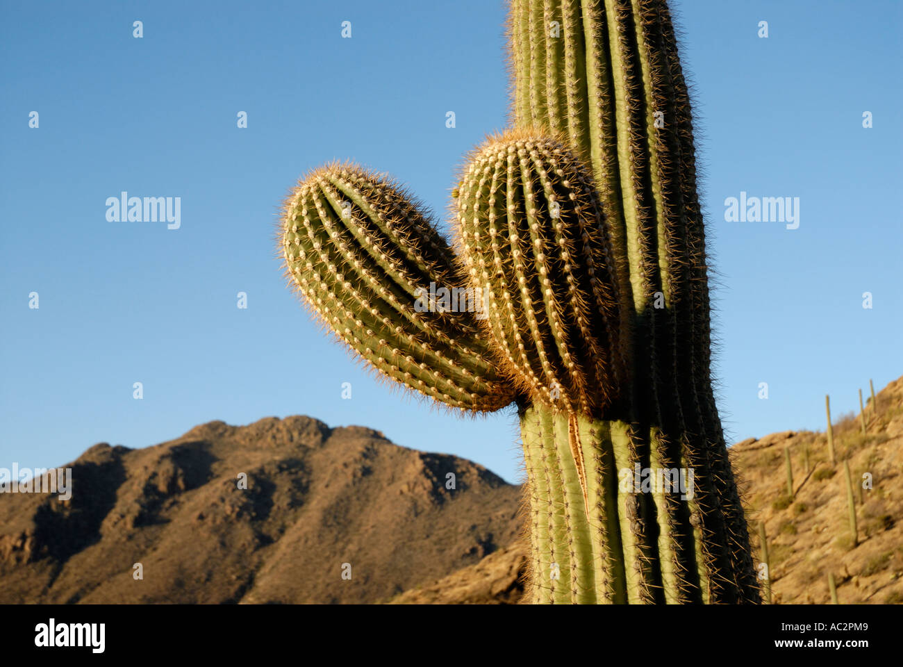 Saguaro Cactus, Carnegiea gigantea, with two young new arms, mountain ...