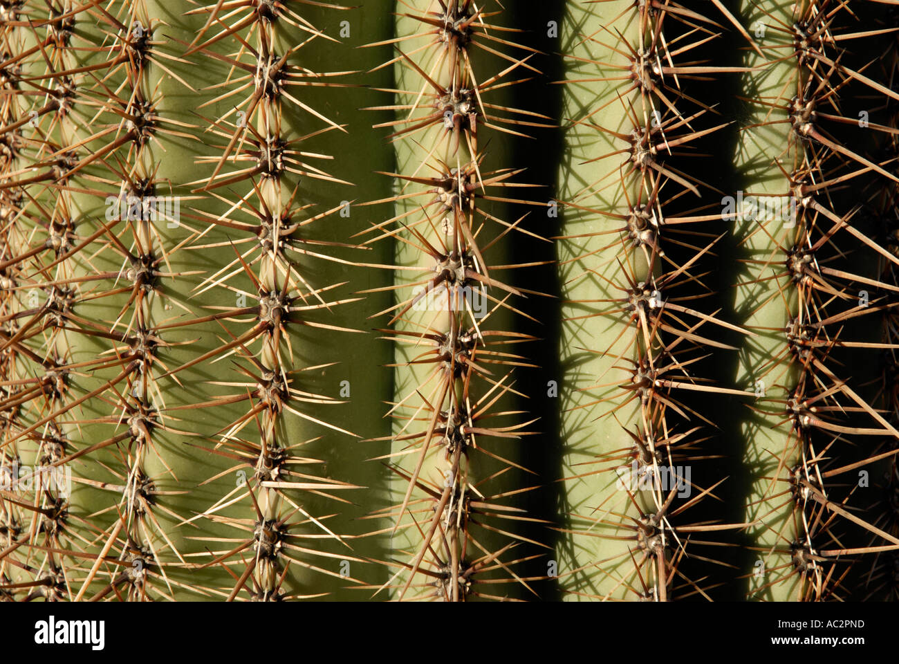 Saguaro Cactus, Carnegiea gigantea, spines on pleats, with morning light Stock Photo