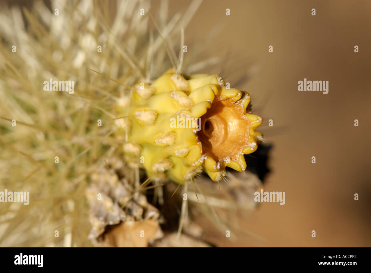 Cholla cactus, Opuntia sp., in bloom with close-up of yellow flower, American desert southwest Stock Photo
