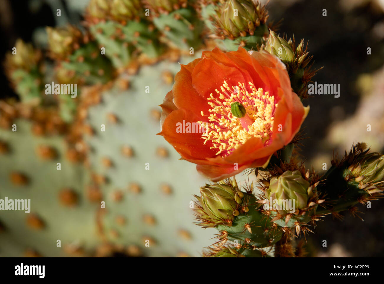 Red flower of prickly pear cactus, Opuntia sp, Sonora Desert Stock Photo