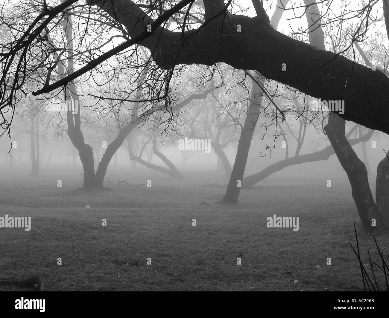 Black and white trees hi-res stock photography and images - Alamy