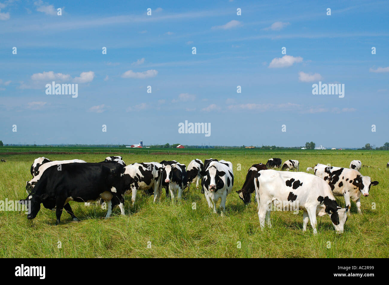 Black and white cows in field hi-res stock photography and images - Alamy