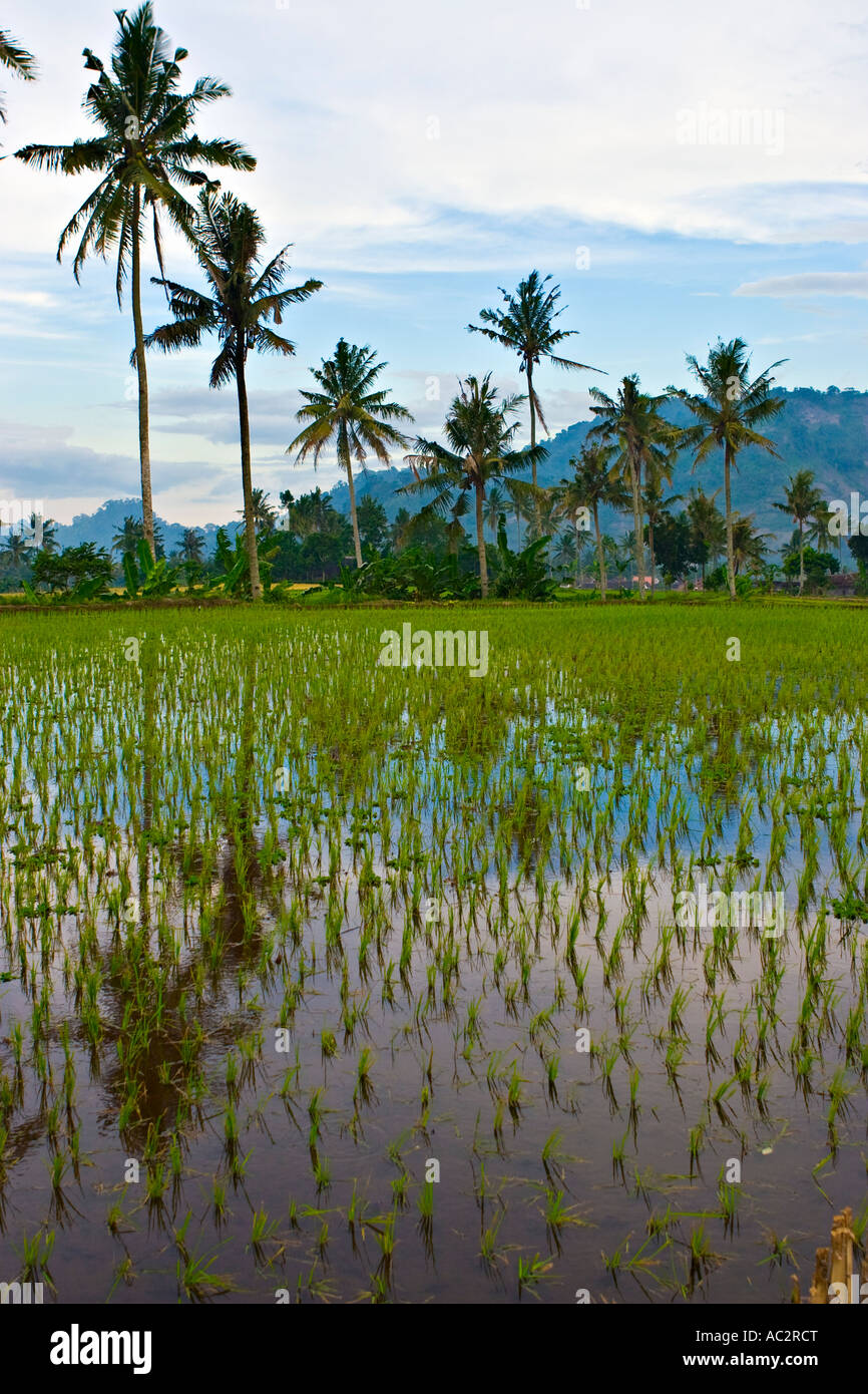 Rice fields in Kalibaru, Java, Indonesia, Asia Stock Photo - Alamy