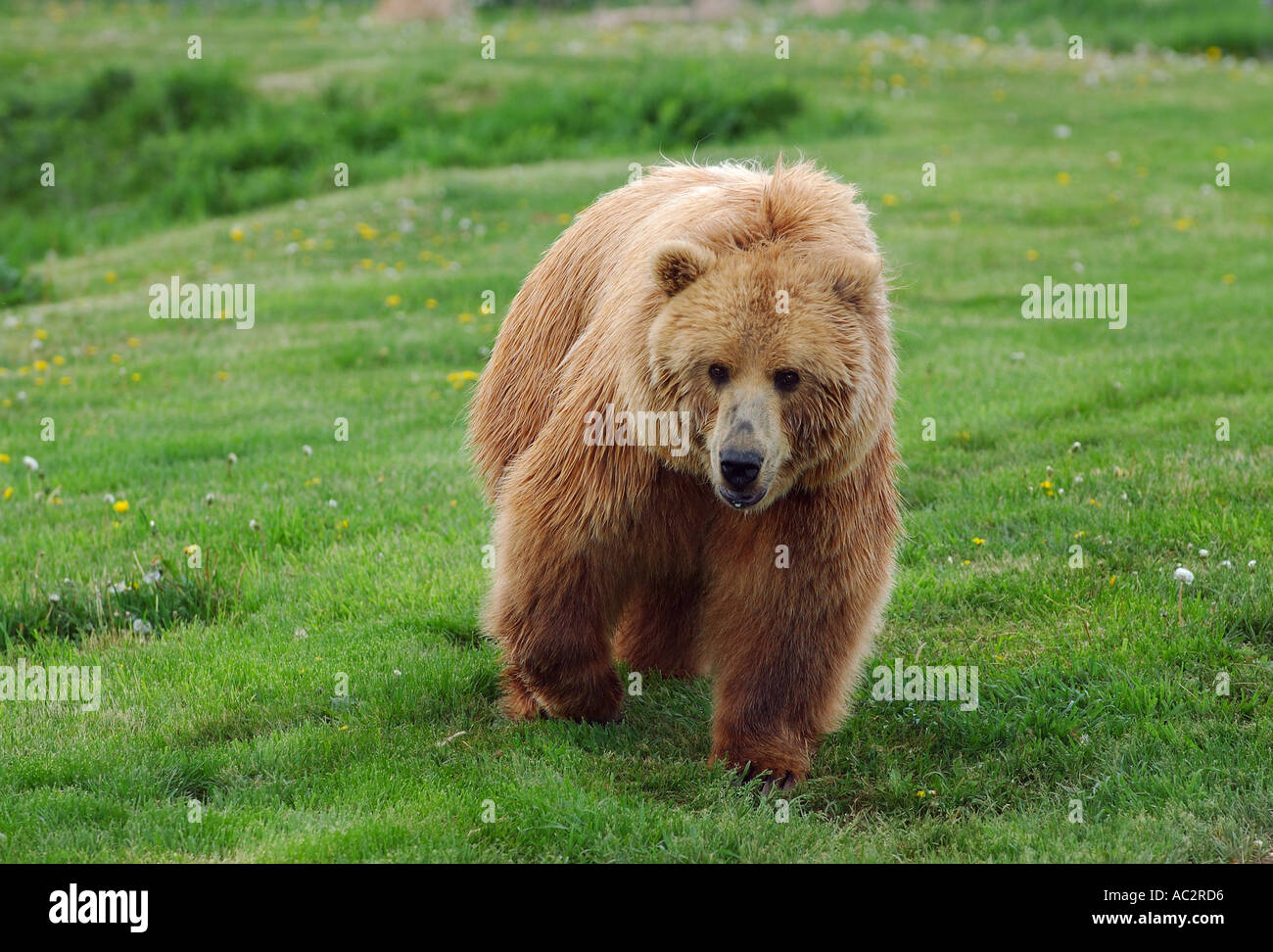 Golden Grizzly bear walking on grass field approaching viewer Stock ...