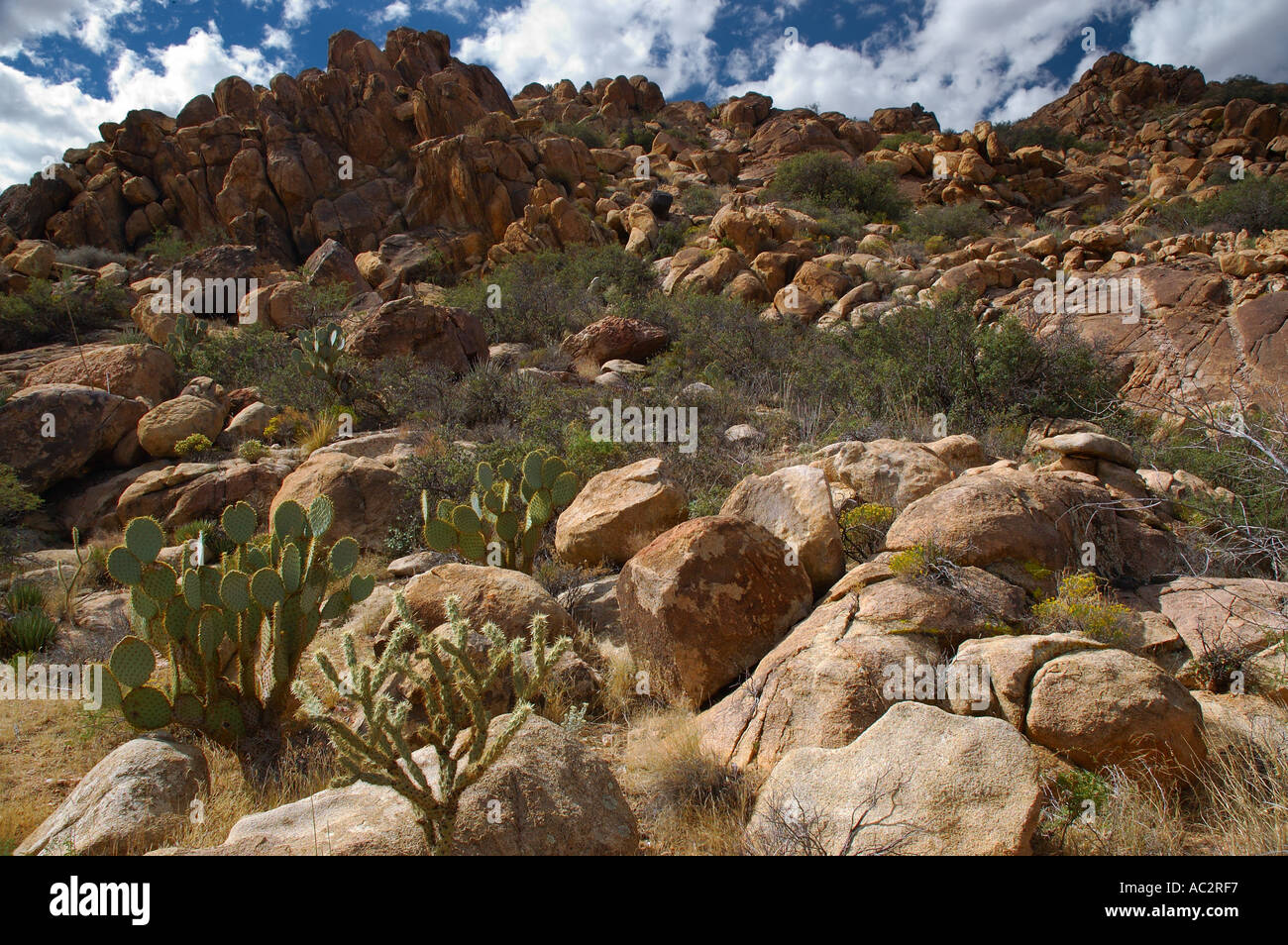 Cactus garden on a boulder hill Route 66 Stock Photo - Alamy