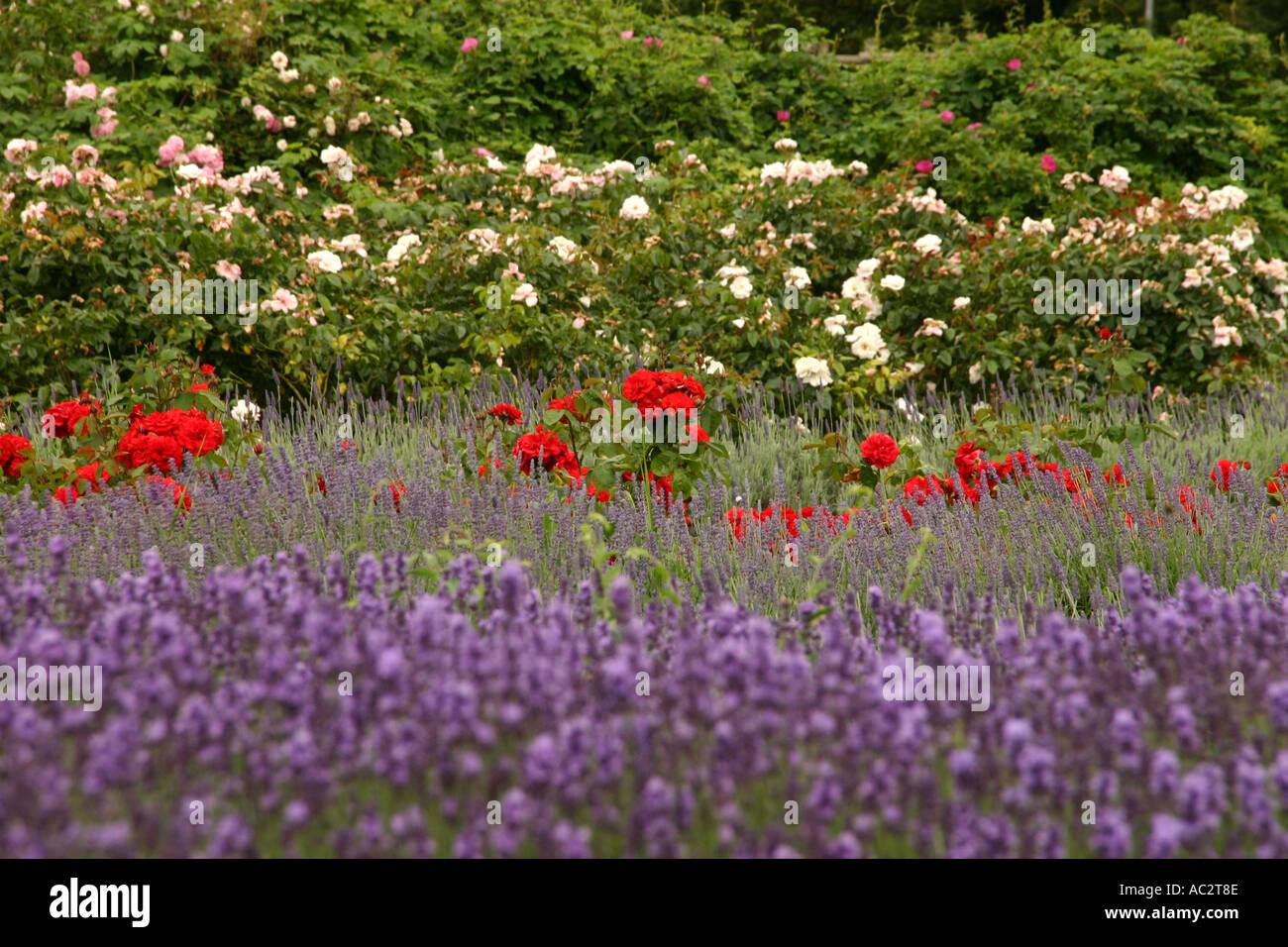 Lavender roses hi-res stock photography and images - Alamy
