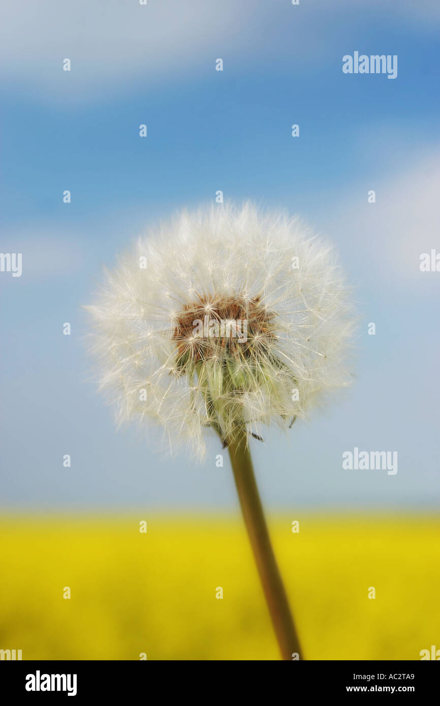 Dandelion hi-res stock photography and images - Alamy