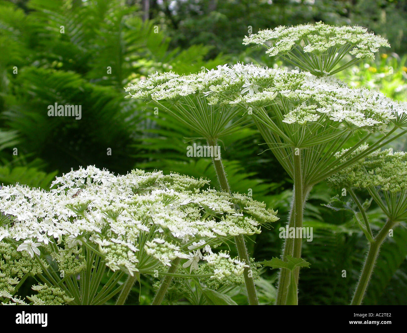 Cow parsnip wild flower hi-res stock photography and images - Alamy