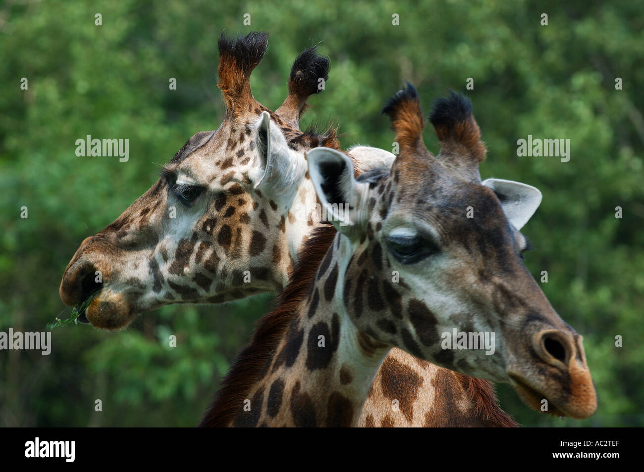 Crossed Giraffe heads pointing in opposite directions Toronto Zoo Stock