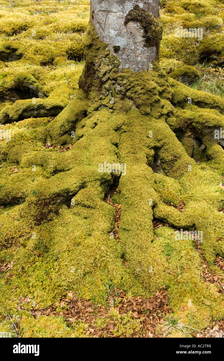 Tree roots, Maybank, Stornoway, Isle of Lewis, Outer Hebrides, Western ...
