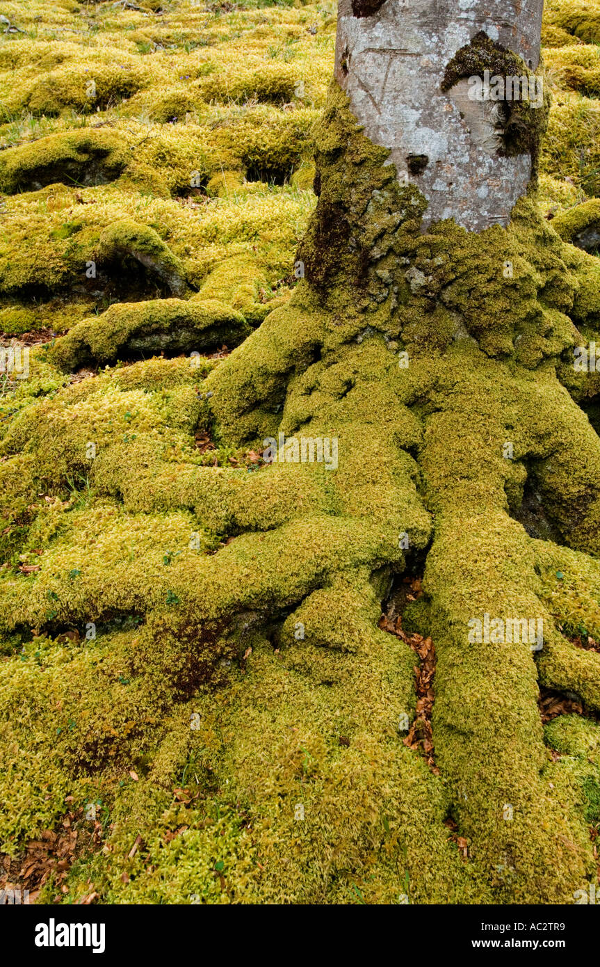 Tree roots, Maybank, Stornoway, Isle of Lewis, Outer Hebrides, Western ...
