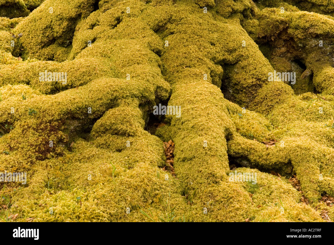 Tree roots, Maybank, Stornoway, Isle of Lewis, Outer Hebrides, Western ...