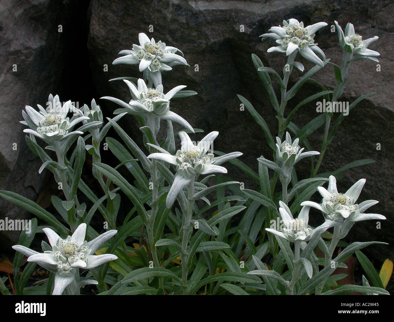 Alpine Edelweiss Flowers growing in garden with rocks Stock Photo Alamy