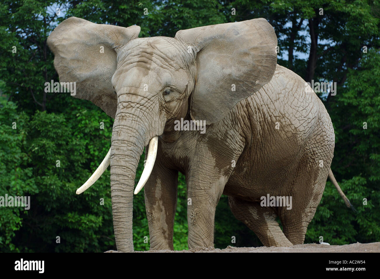 elephant flappy ears
