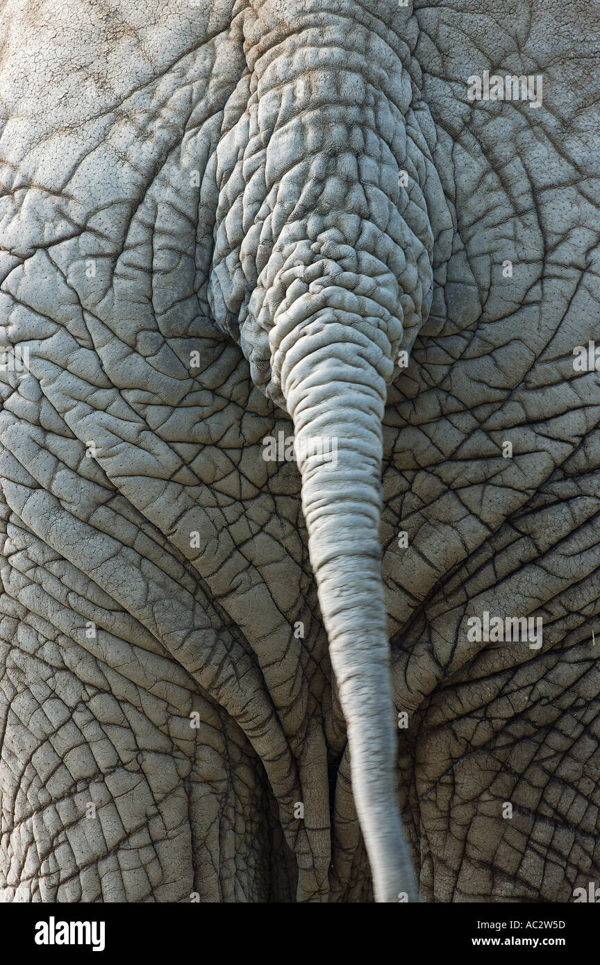 Rear view of Elephant tail with wrinkled skin Stock Photo