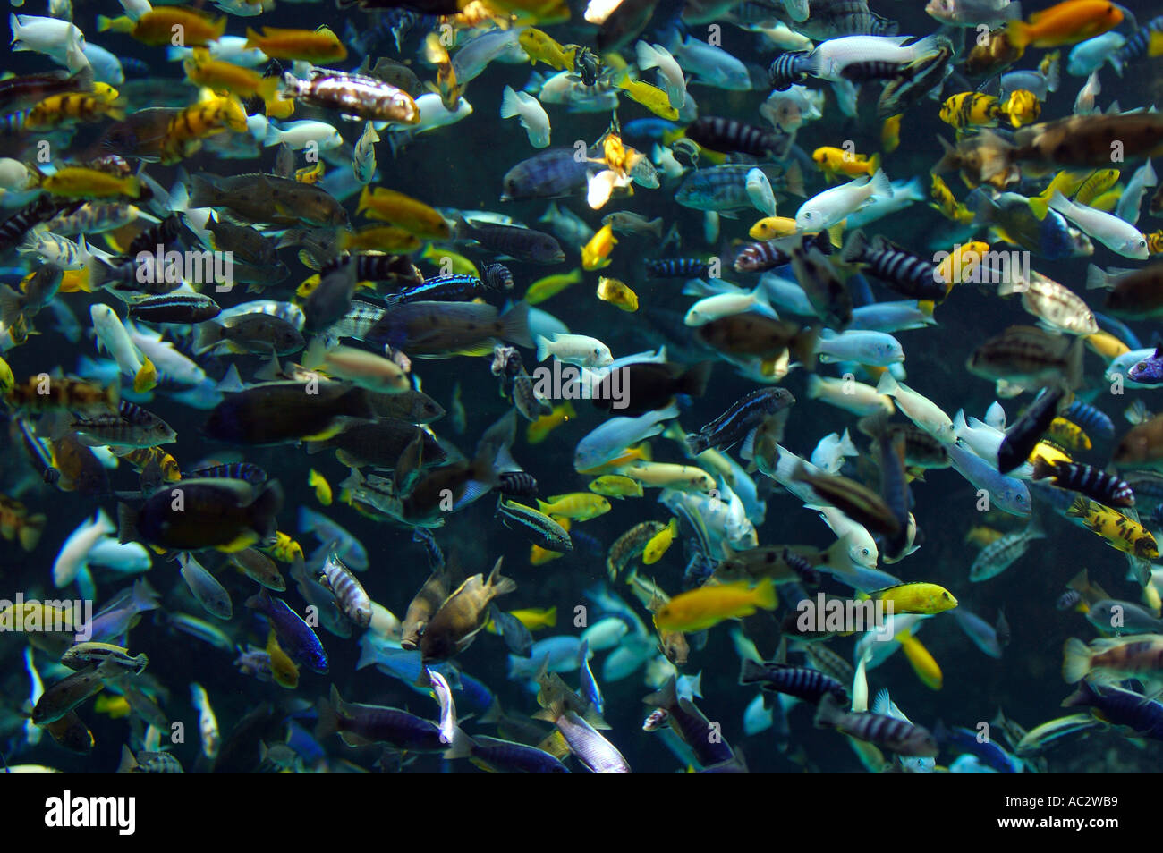 School of multcolored fish viewed underwater Aquarium Toronto zoo Stock Photo