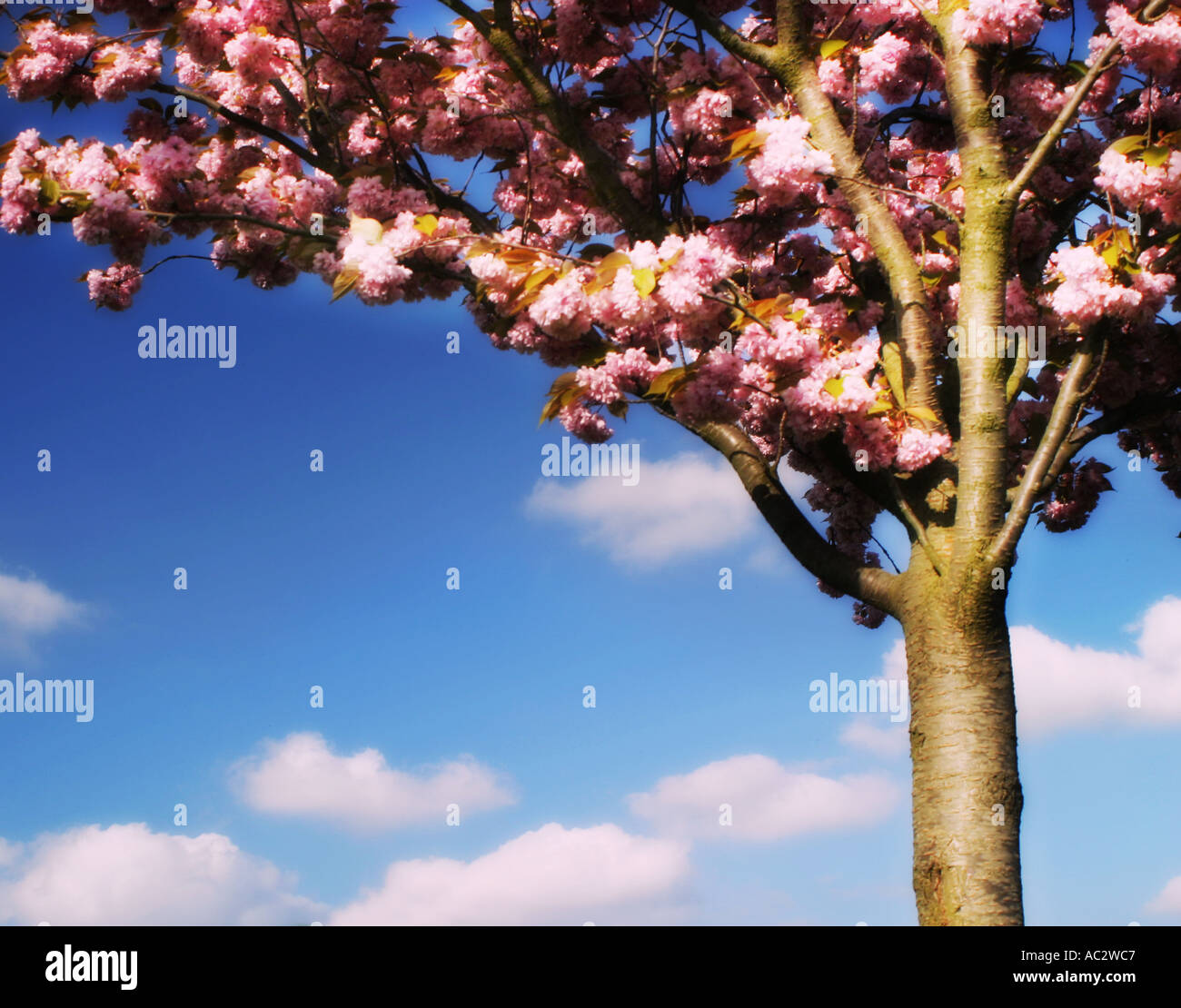 cherry tree Stock Photo