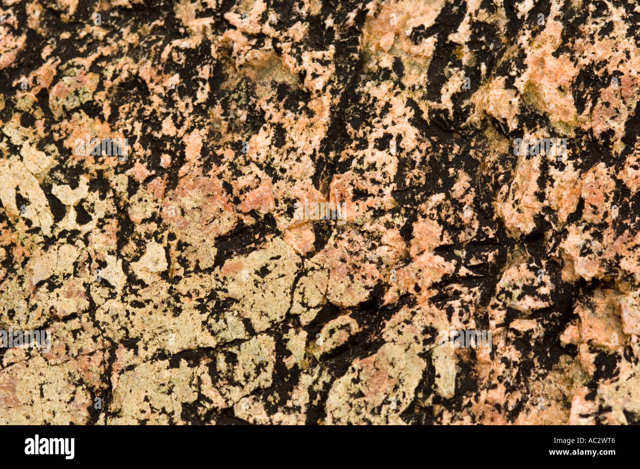Rocks with Verrucaria maura lichen, the coast of Lewis near Rubha Bhlanisgaidh, Outer Hebrides, Western Isles,  Scotland, UK Stock Photo