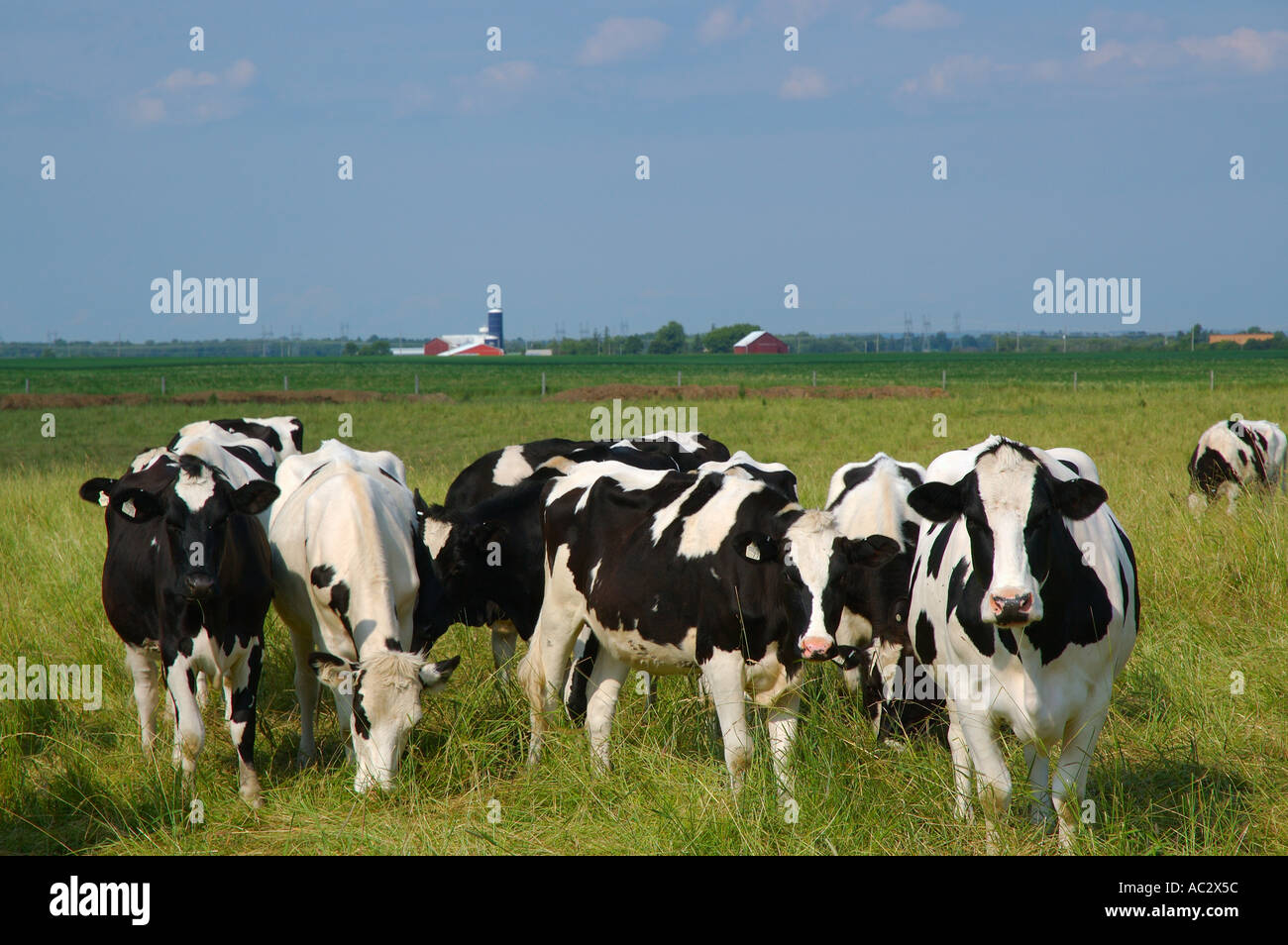 Holstein dairy cows and farm in Ontario Canada Stock Photo