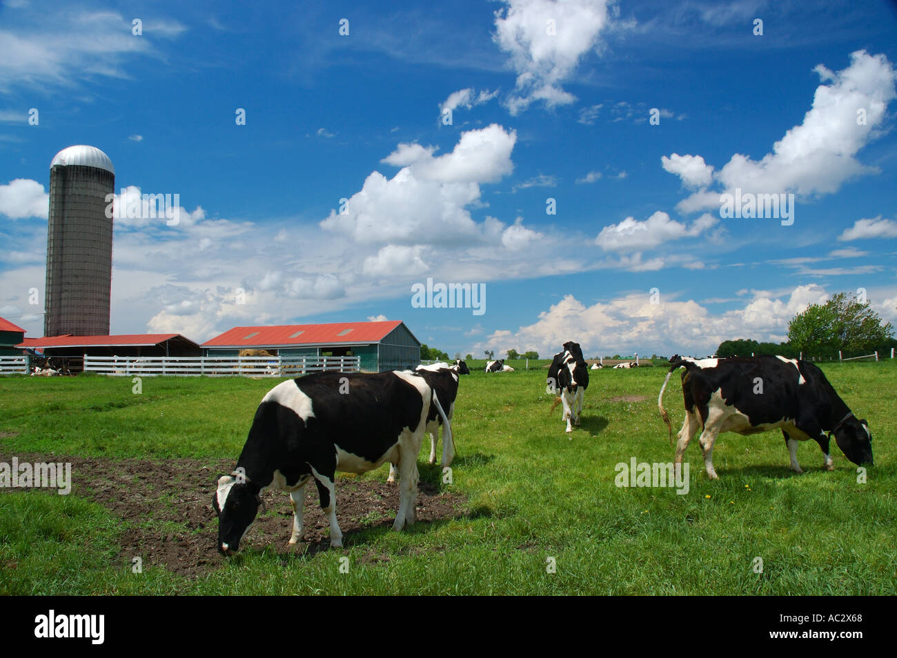 Holstein cows in a field with barn and silo Ontario Stock Photo
