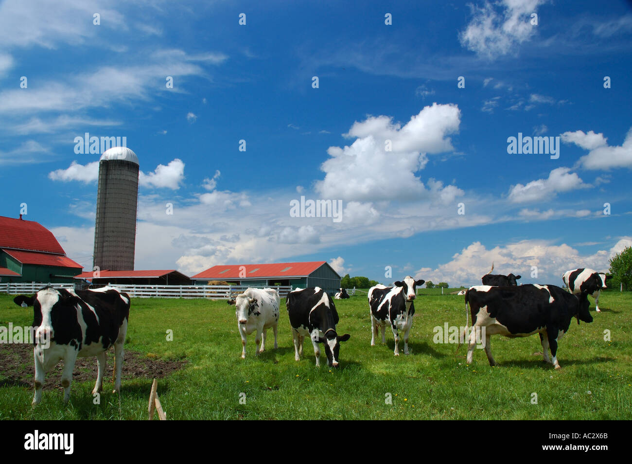 Curious Holstein cows in a field with barn and silo Stock Photo