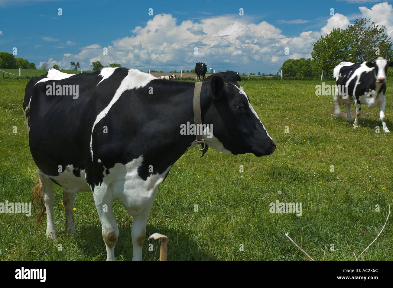Holstein cows in field coming to take a look Stock Photo