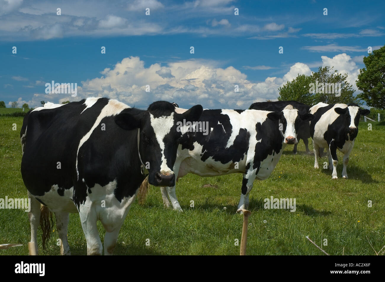 Holstein cow trio in a field looking at visitor Ontario Stock Photo