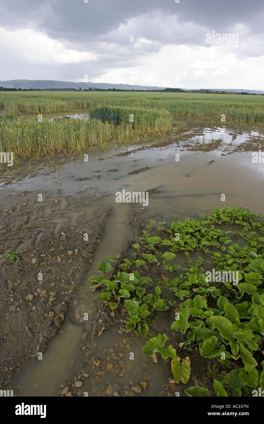 Sodden field hi-res stock photography and images - Alamy