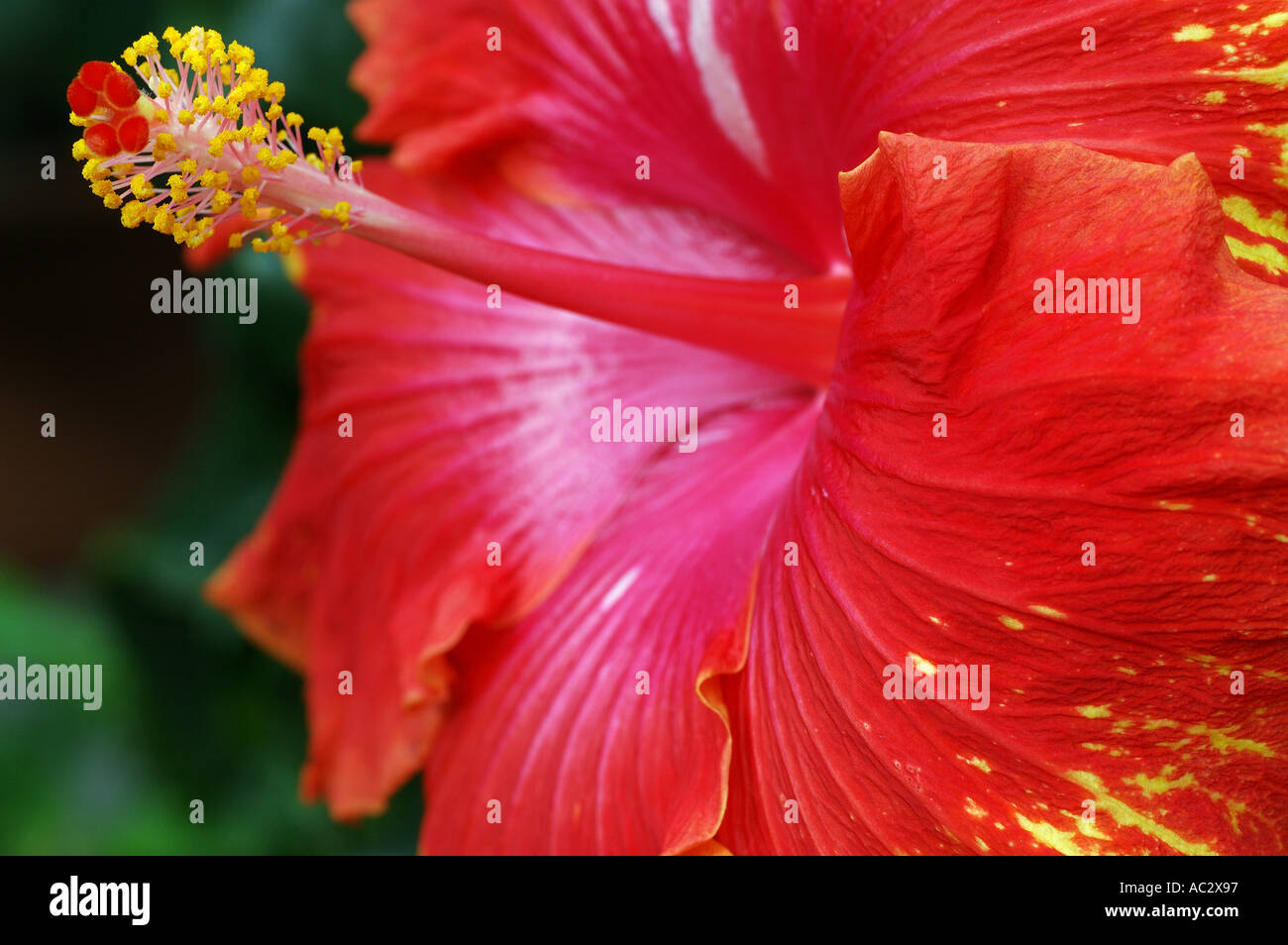 Red and yellow hibiscus flower close up Stock Photo