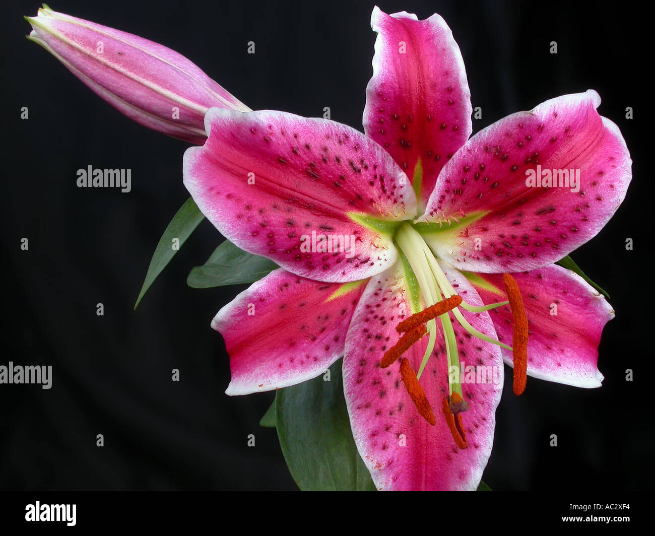 Purple Star Gazer Lily against a dark background Stock Photo