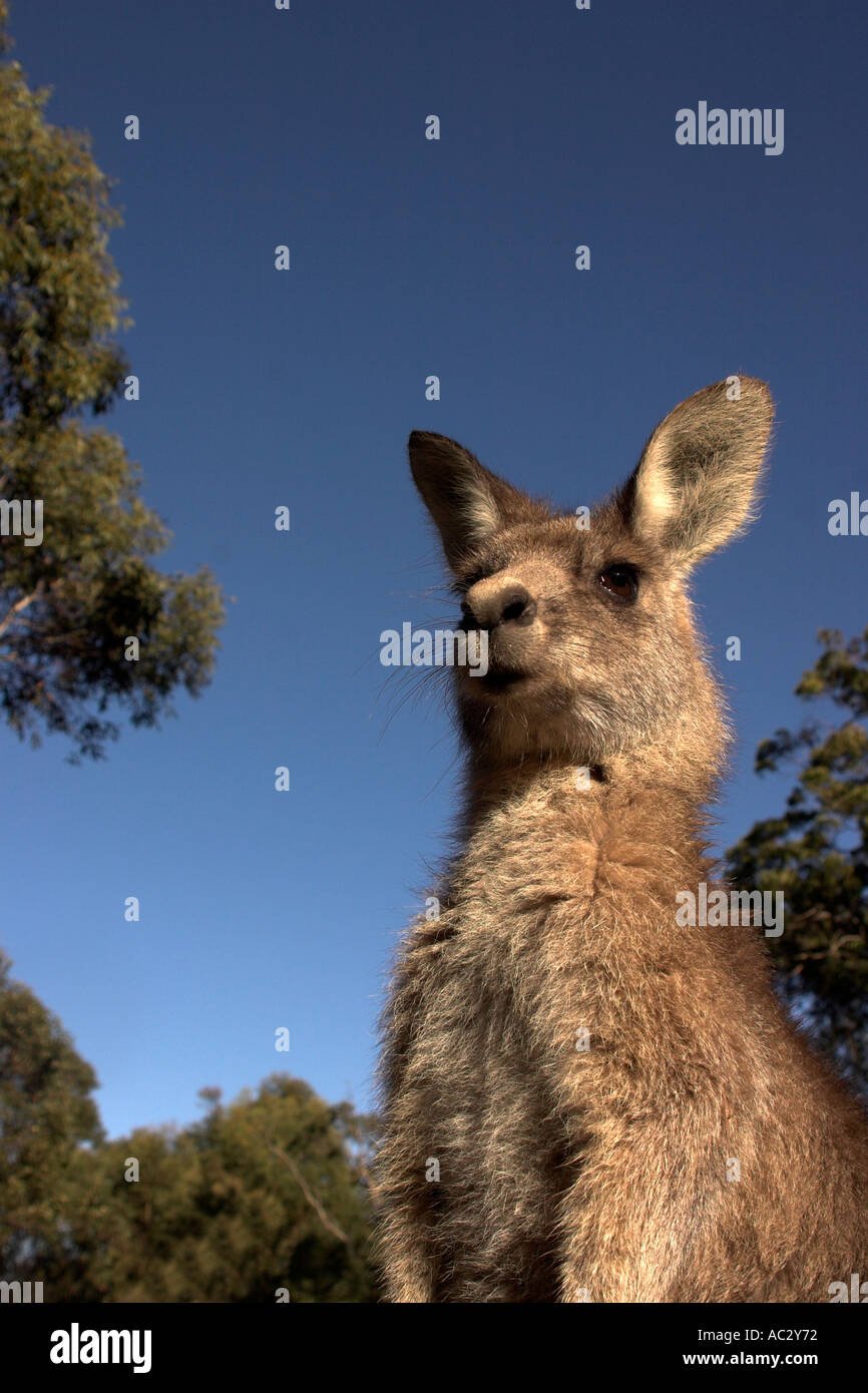 Eastern grey kangaroo macropus giganteus Stock Photo