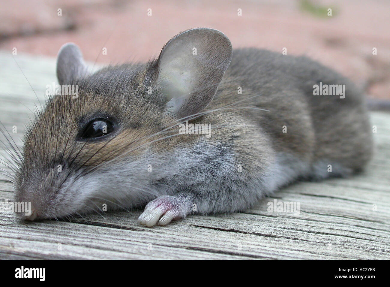 Sleepy mouse hi-res stock photography and images - Alamy