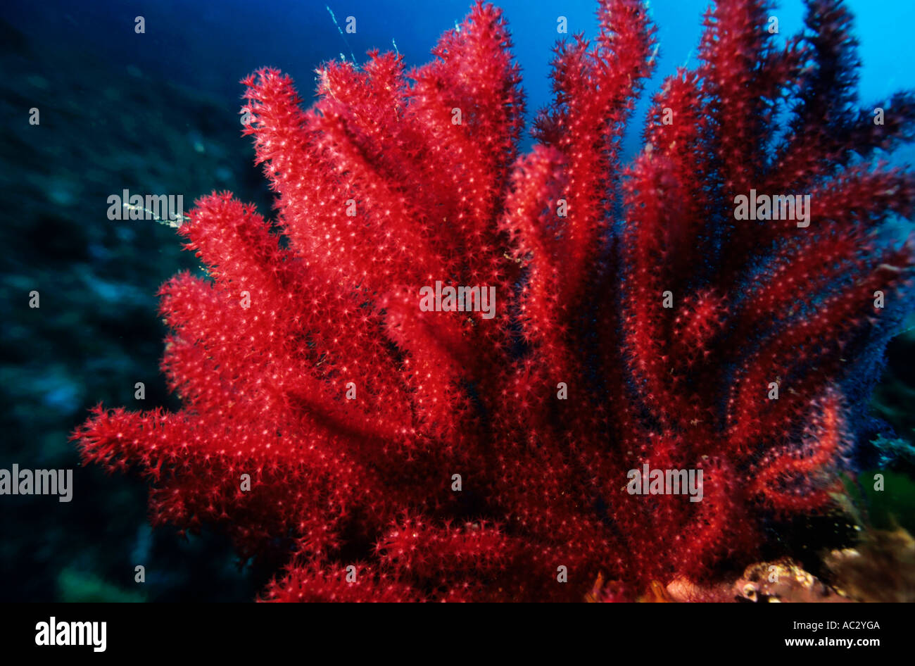 Red Gorgonian sea fan coral with abundance of tentacles Stock Photo