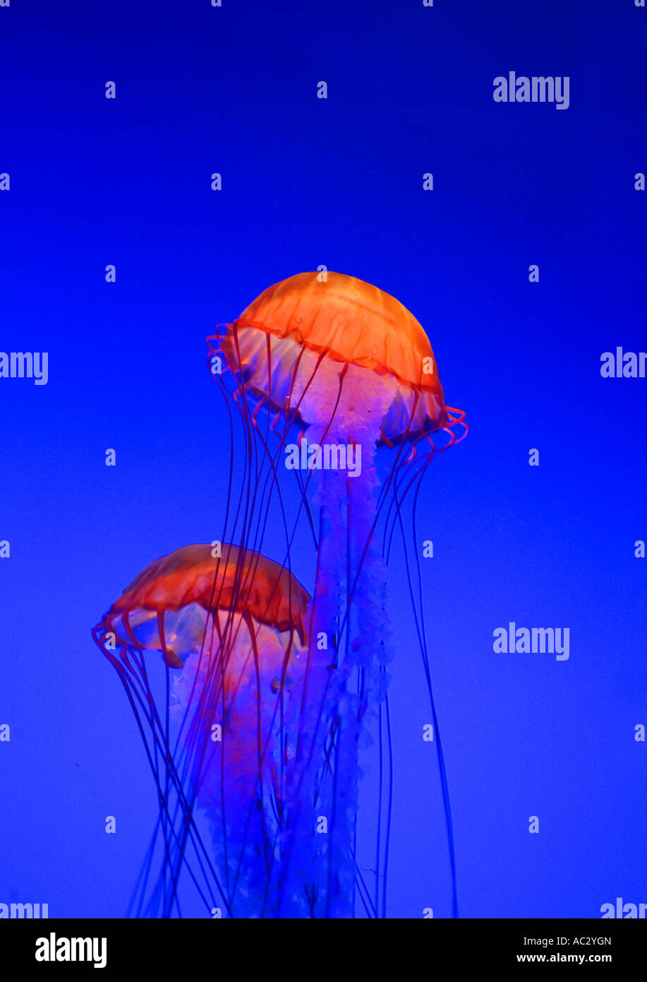 Sea nettles Stock Photo Alamy