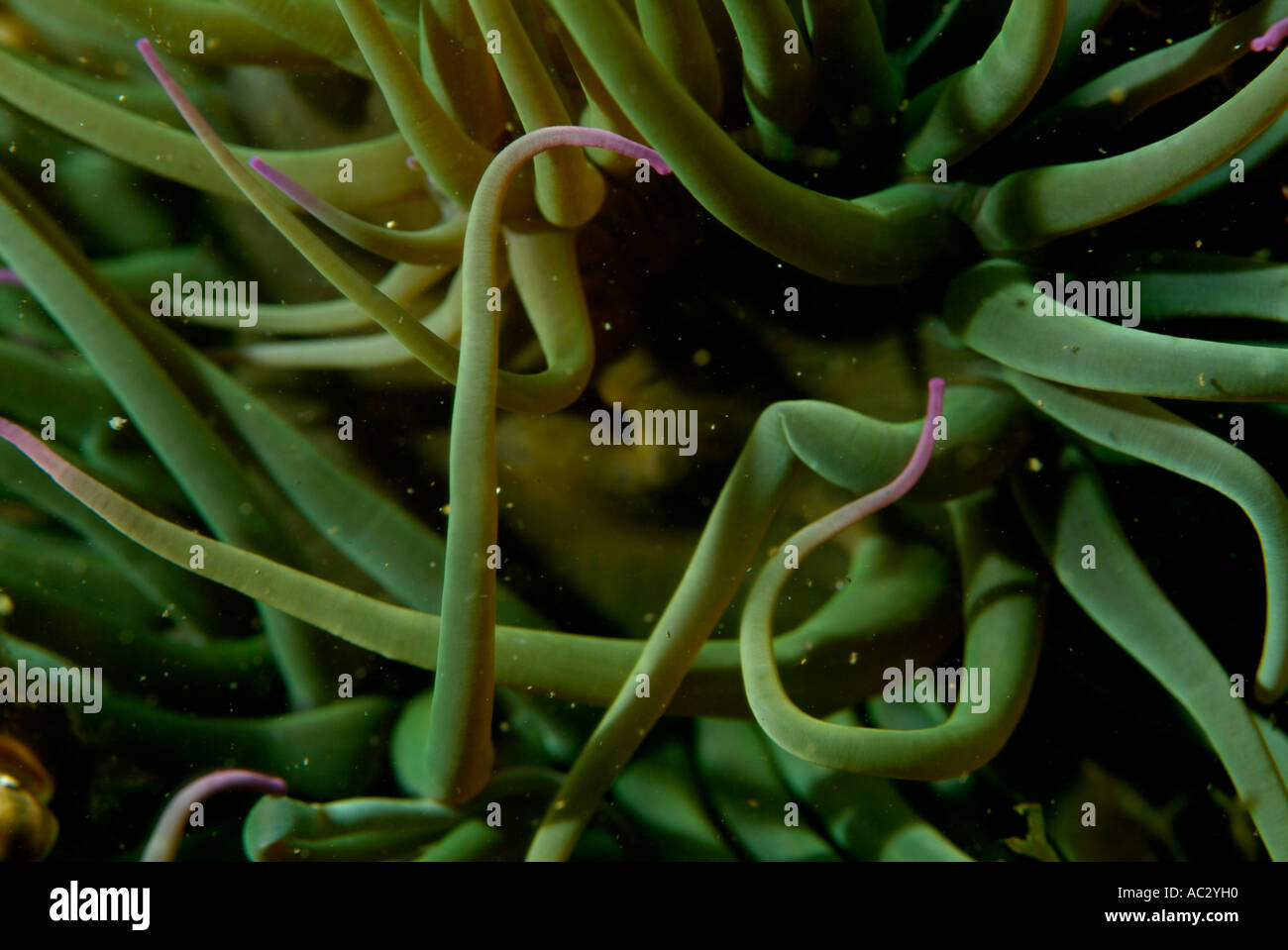 France marseille callelongue creek snake locks anemone anemonia viridis sulcata Stock Photo