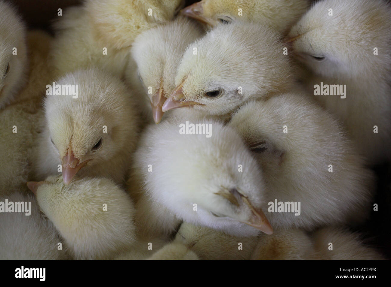 Chicks Stock Photo