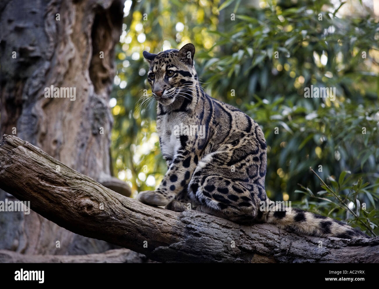 Clouded leopard in captivity Stock Photo - Alamy