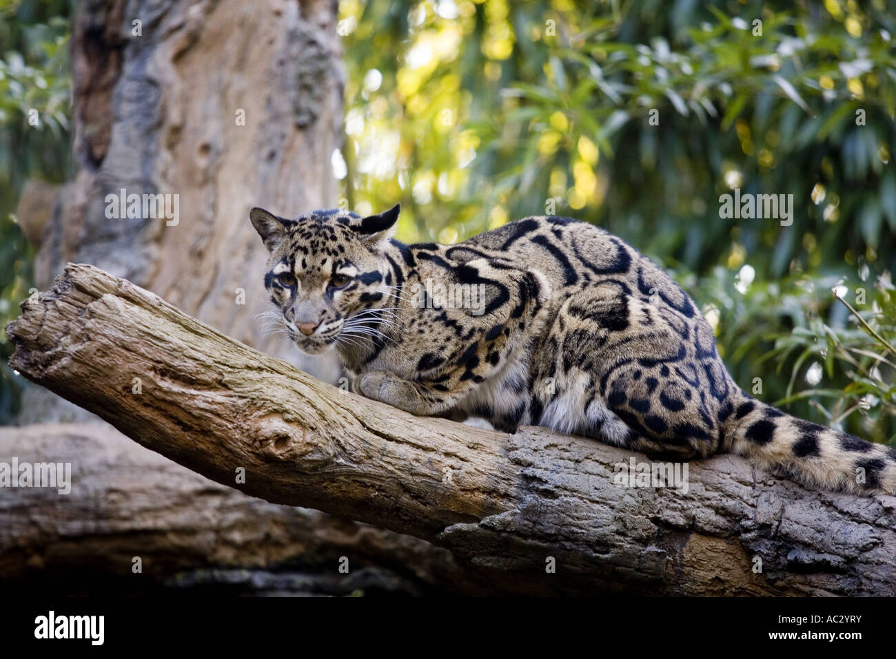 Asian leopard cat hi-res stock photography and images - Alamy