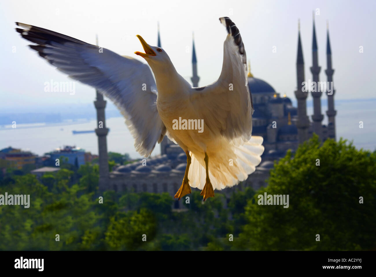 Gull and Blue Mosque, Istanbul, Turkey Stock Photo