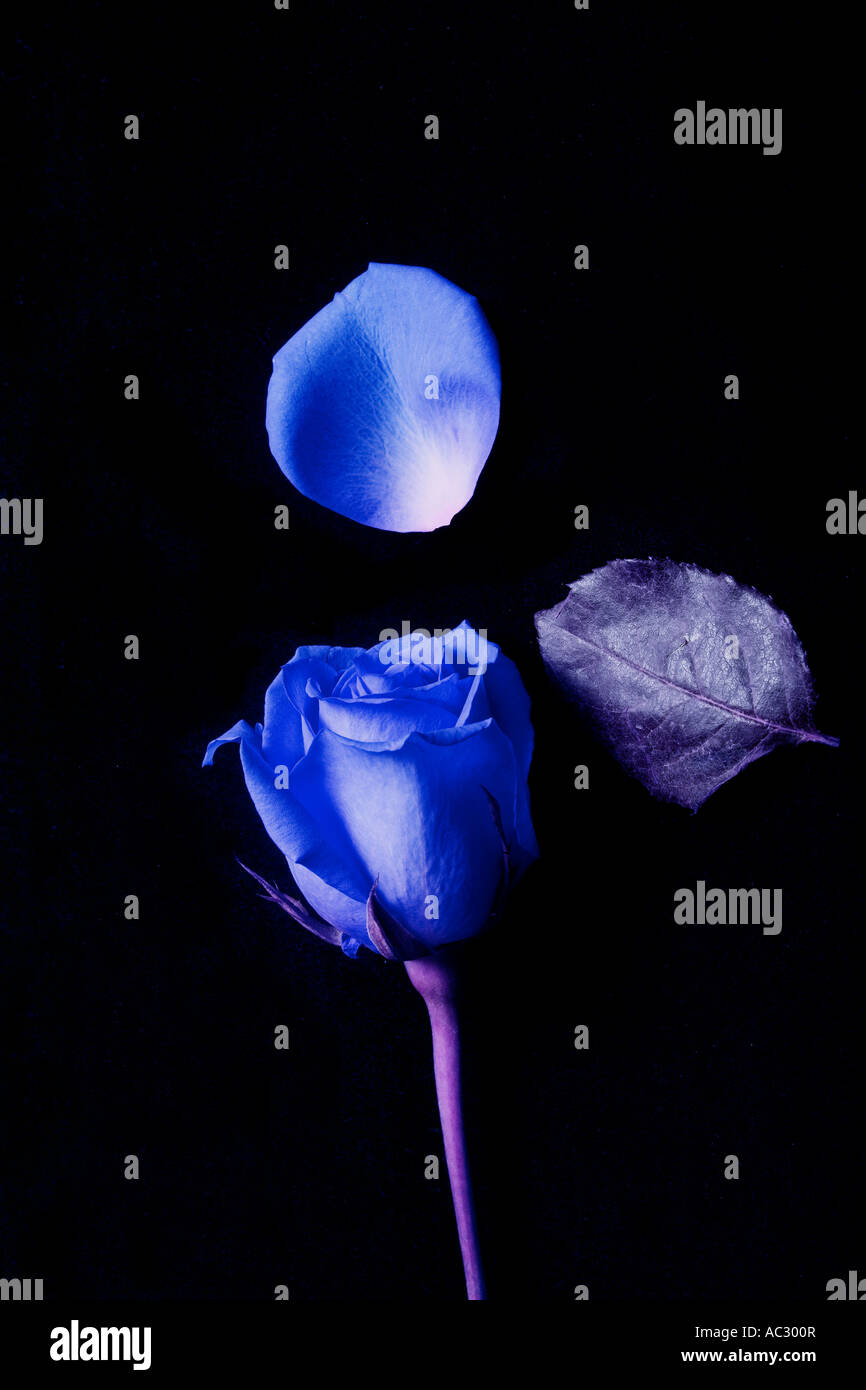 Blue rose Stock Photo