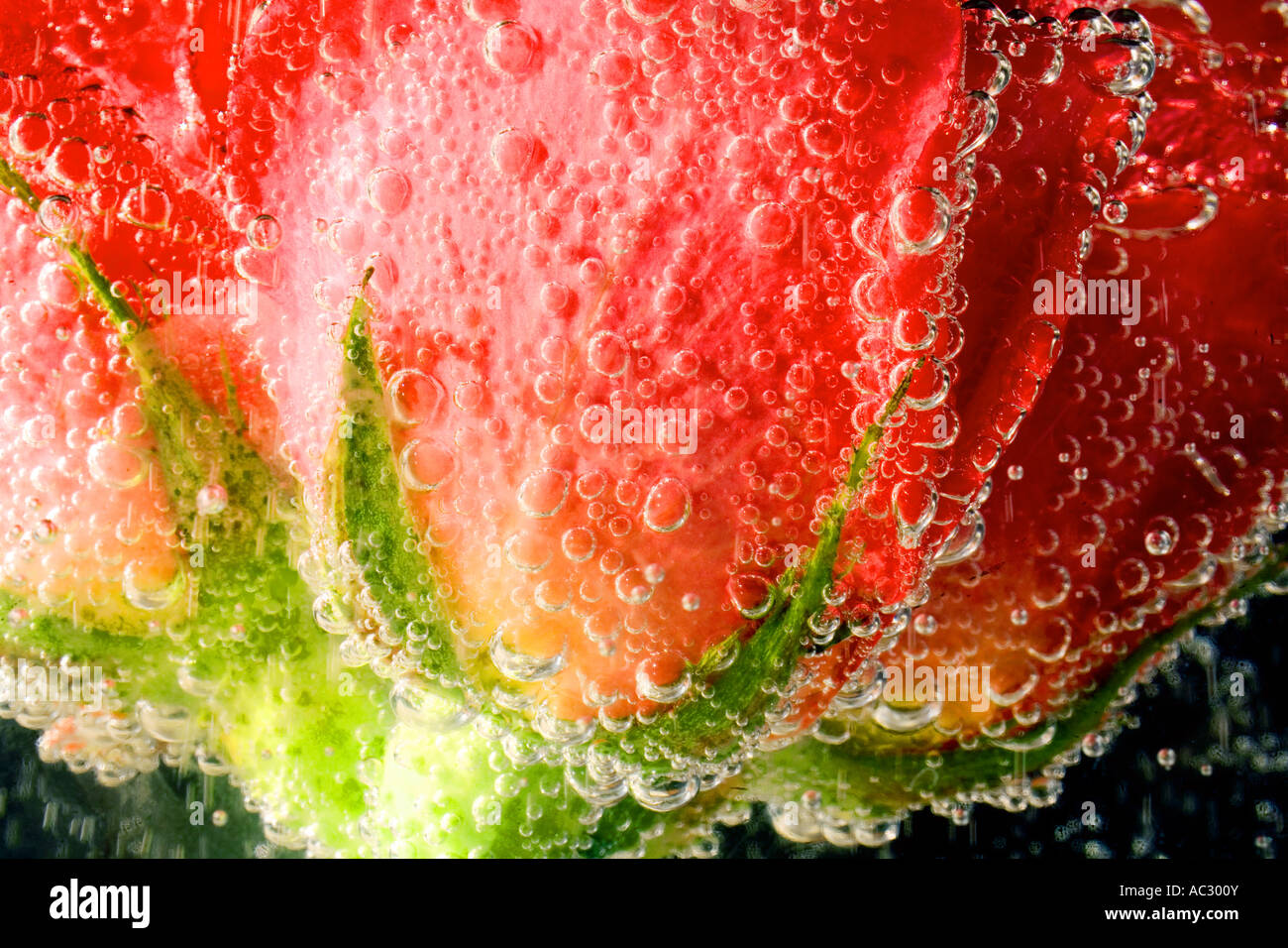 Rose in bubbles Stock Photo Alamy