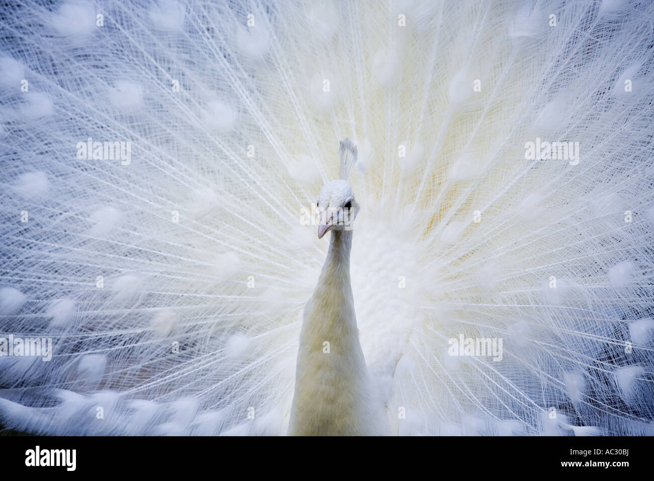 Albino peacock displaying Stock Photo