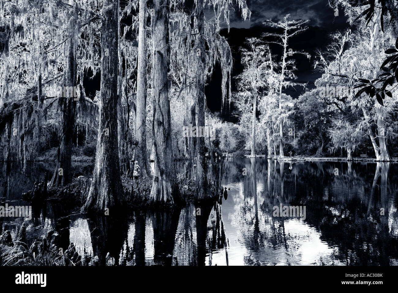 Cypress trees in swamp, South Carolina Stock Photo Alamy