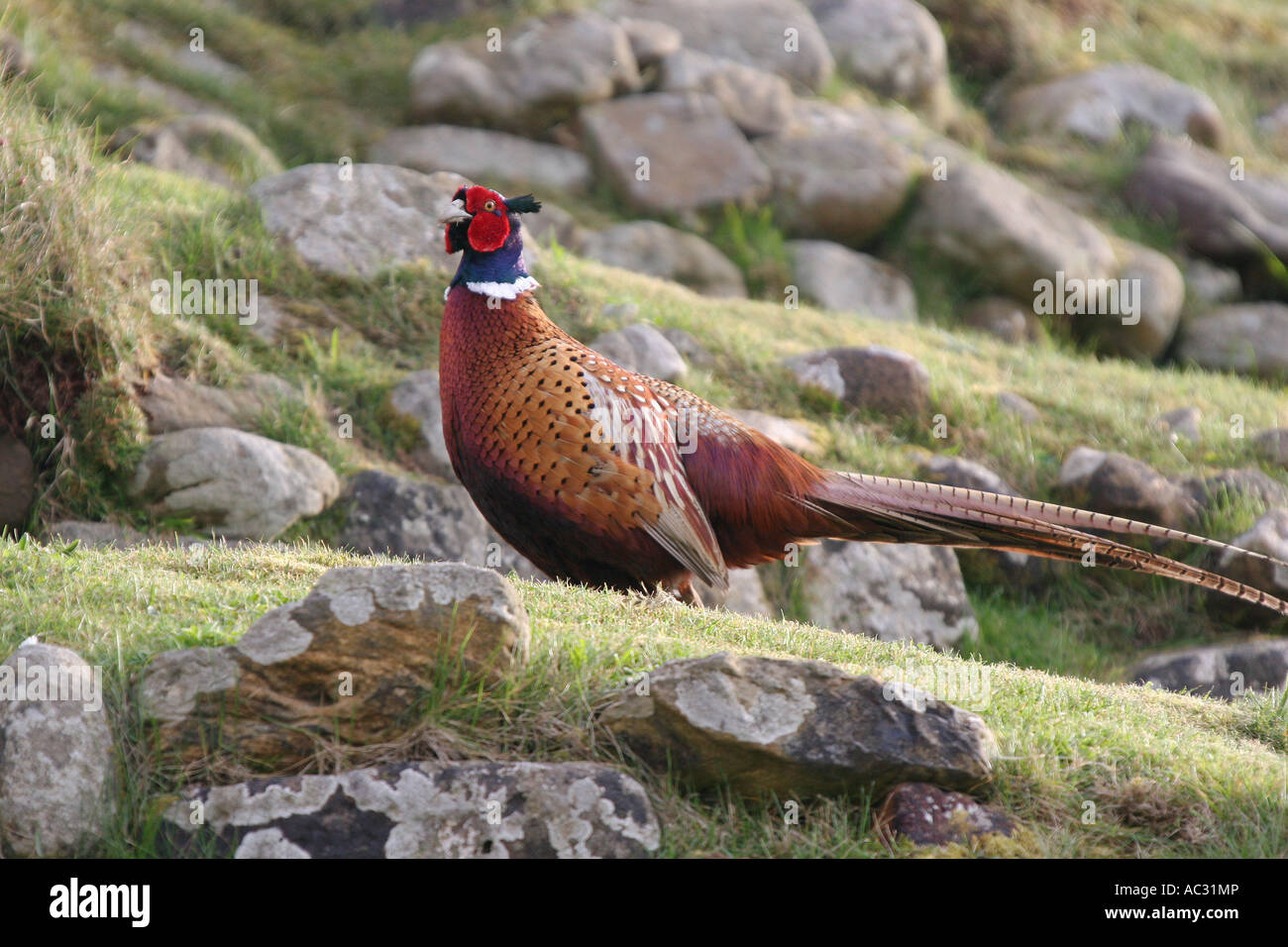 Low angle close shot of male common  Pheasant in breeding plumage. Stock Photo