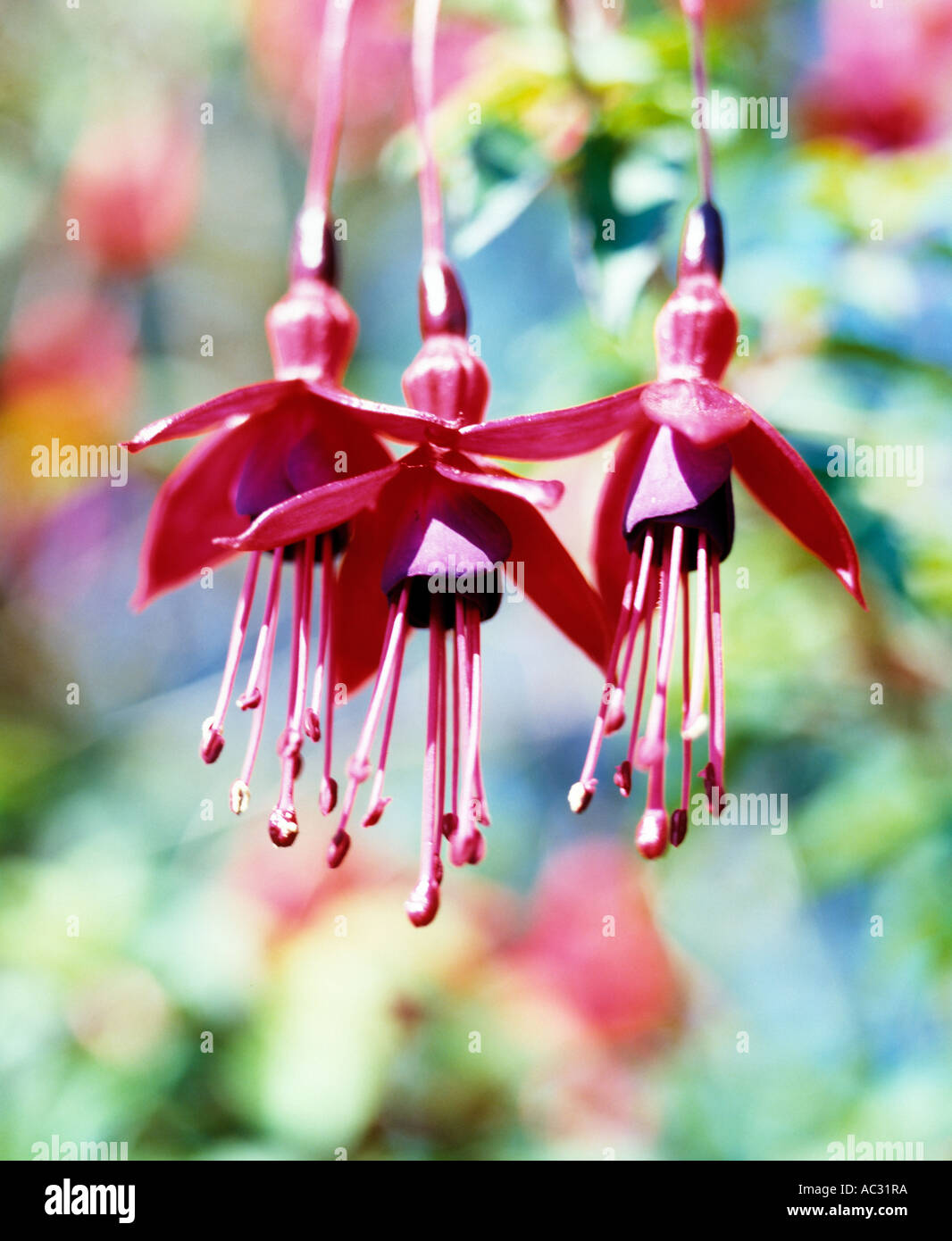 red colored foreign flowers growing in ireland, beauty in nature Stock