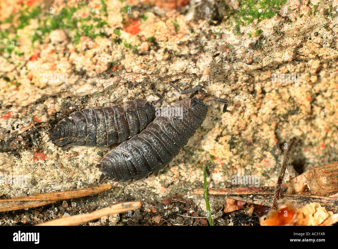 Very close shot of two woodlice insects Stock Photo Alamy