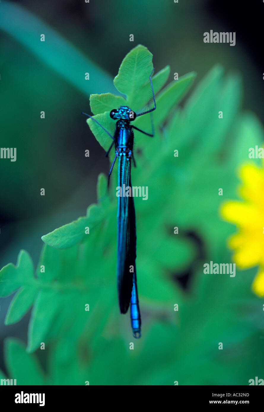 colorful flying insect resting on a green leafed plant Stock Photo - Alamy