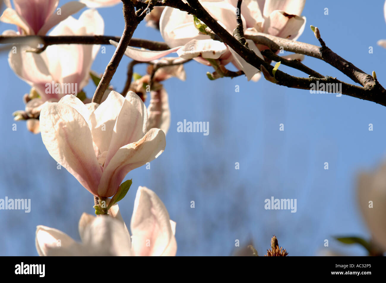 A mature magnolia tree in full bloom Stock Photo Alamy