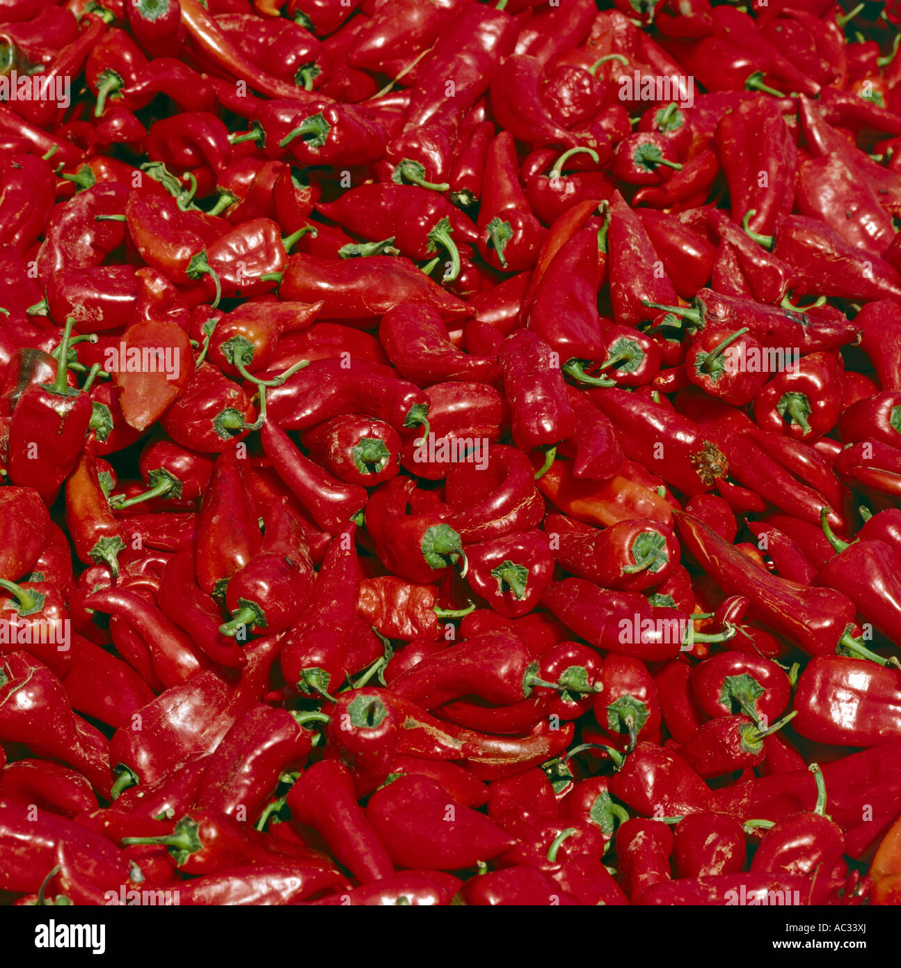 chili pepper, paprika (Capsicum annuum), Paprika, Turkey Stock Photo