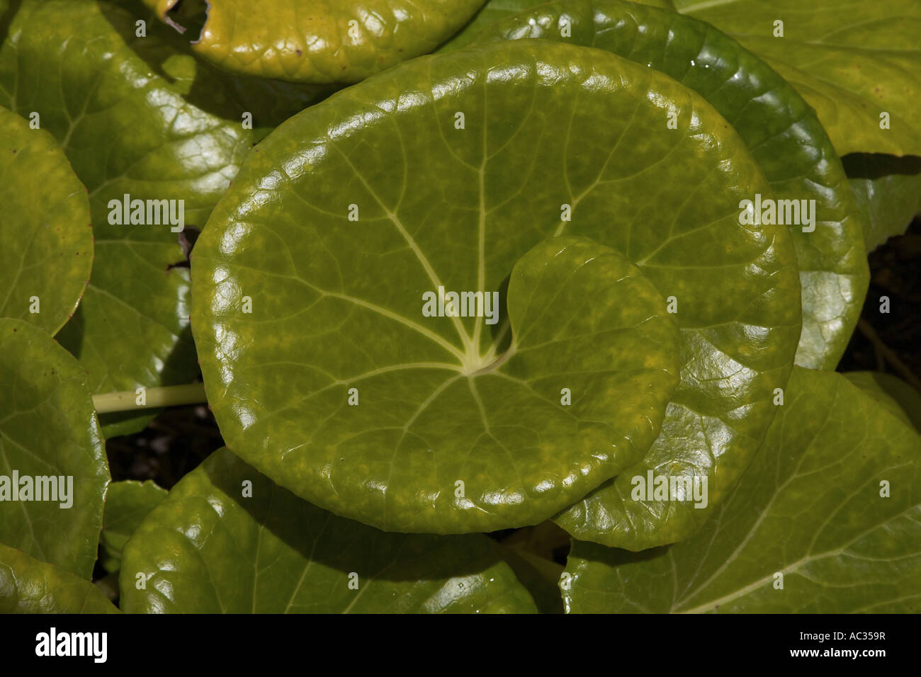 iron cross (Begonia masoniana), leaf, Portugal Stock Photo